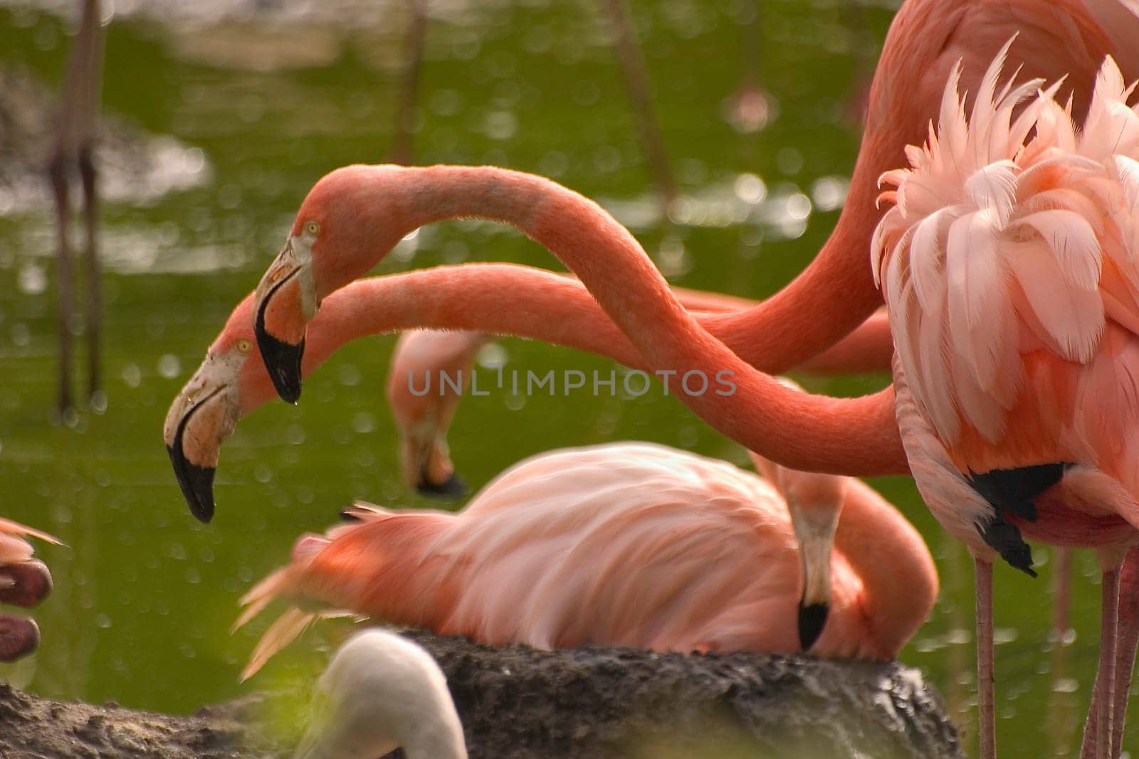 Flamingos