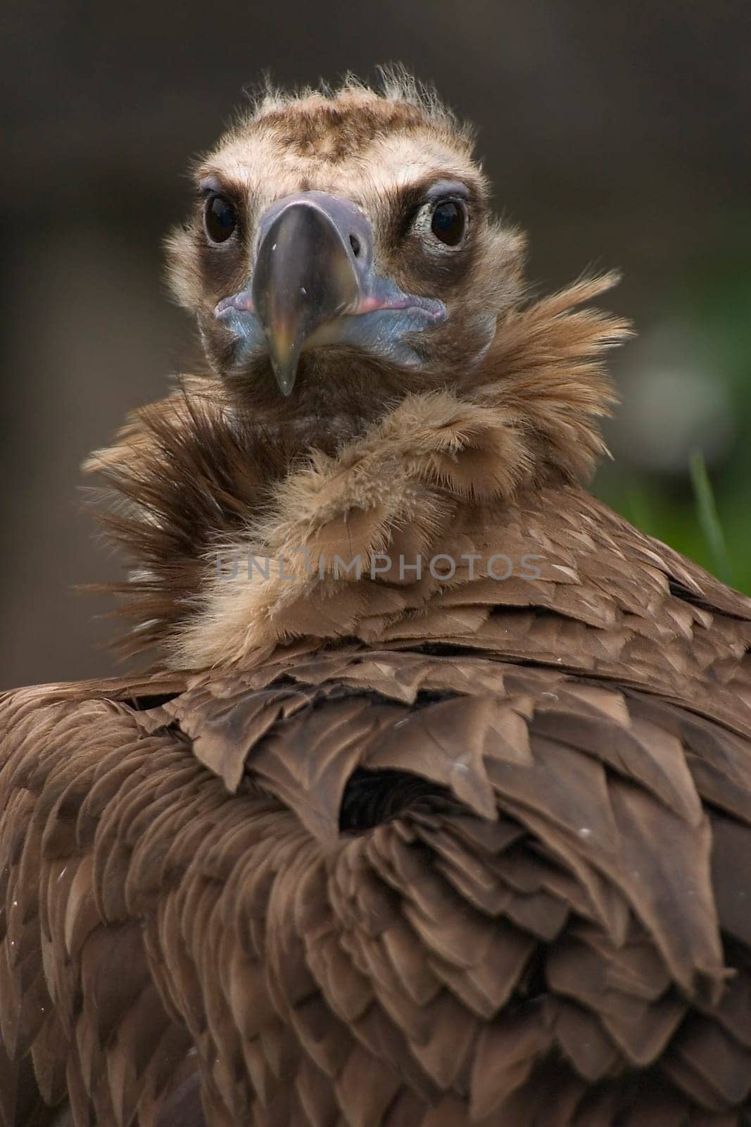 Vulture