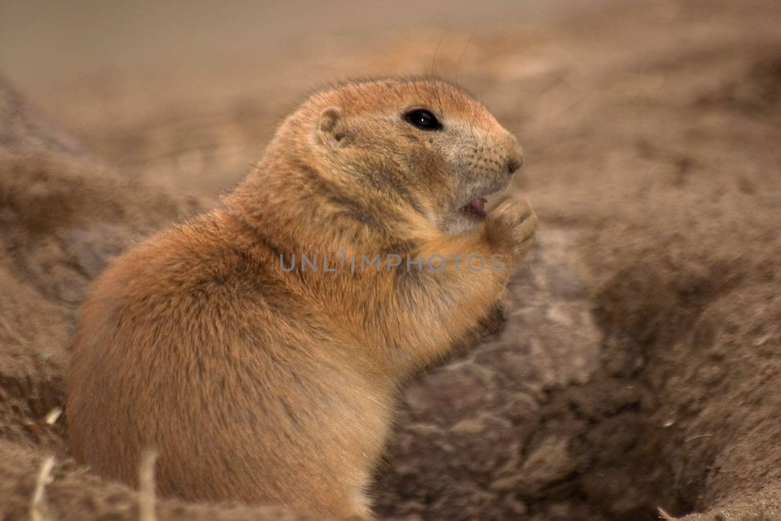Prairie dog