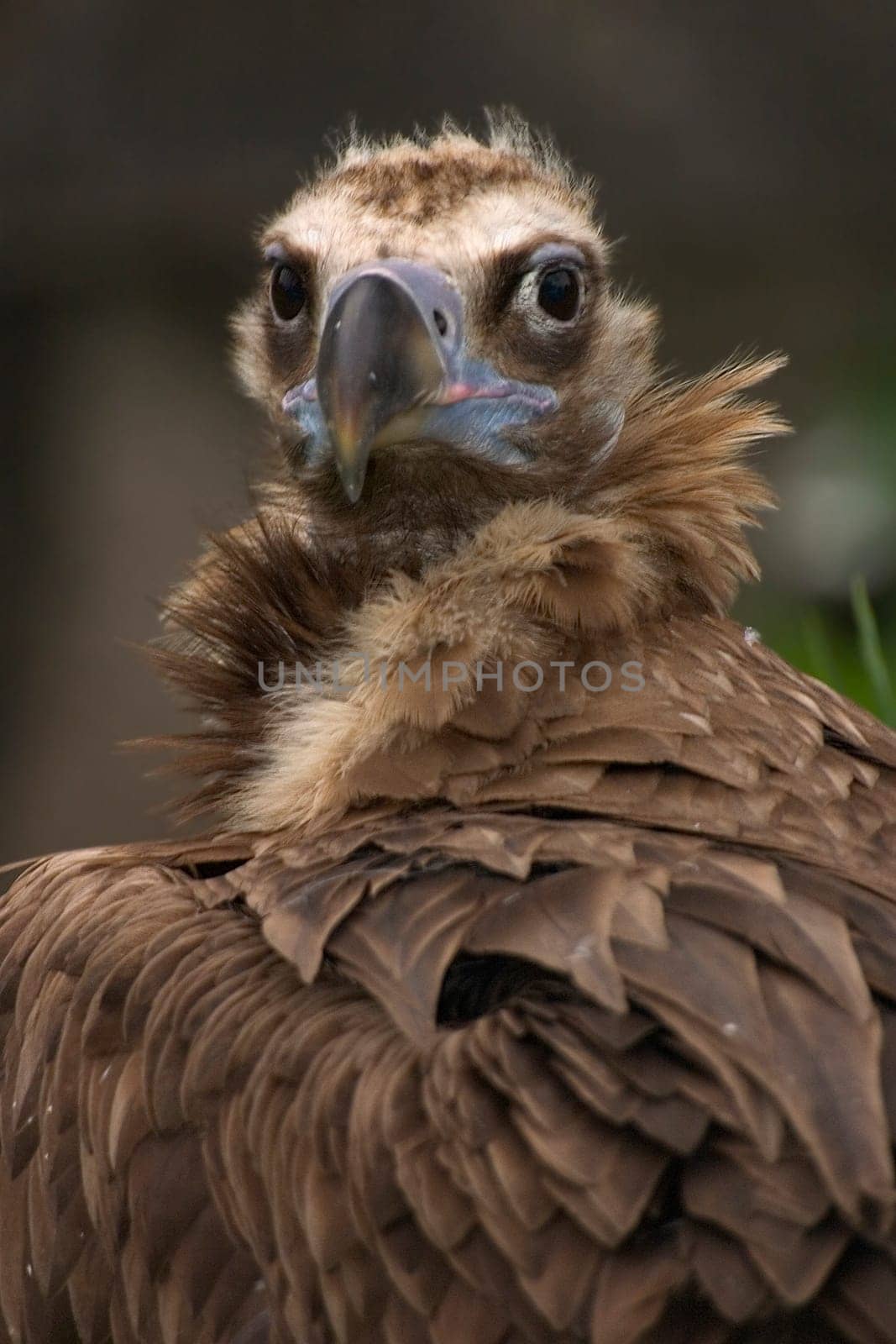 Vulture