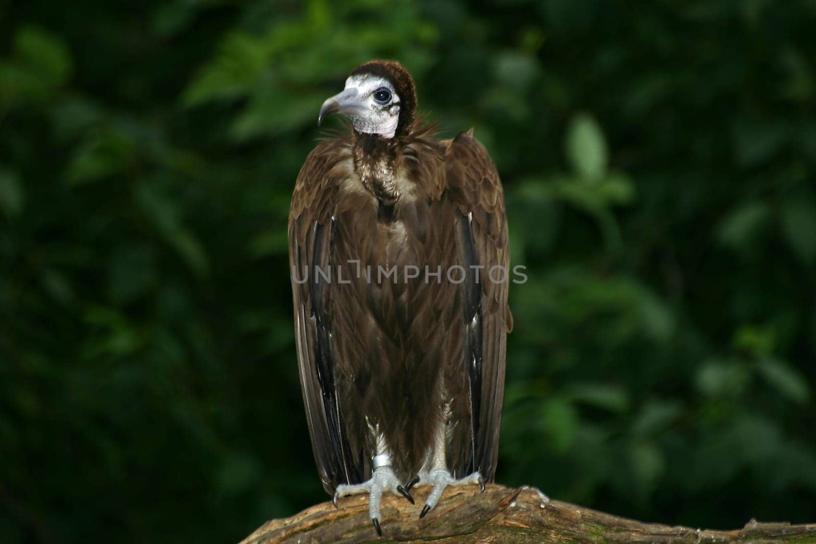 Vulture