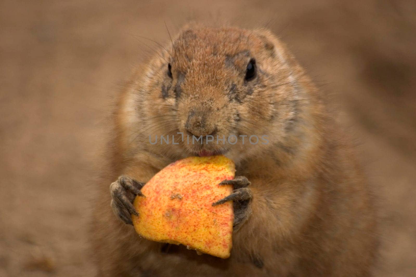 Prairie dog