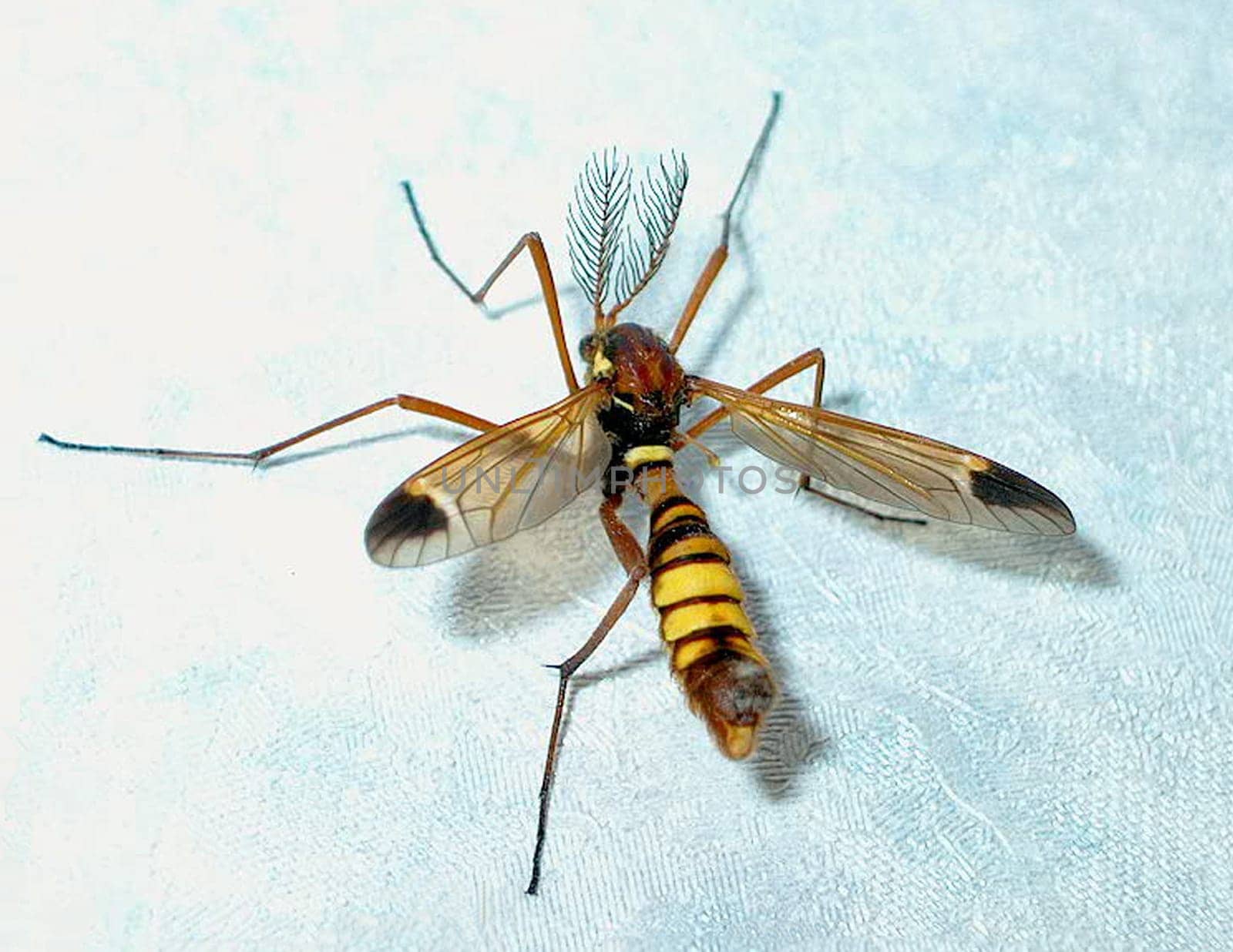 The insect is a peaceful species of mosquitoes and prefers to suck the juice from fruits. Probably doesn't happen so often in living rooms in the city of Berlin :o) My balcony strawberries must certainly have attracted the foreign visitor.