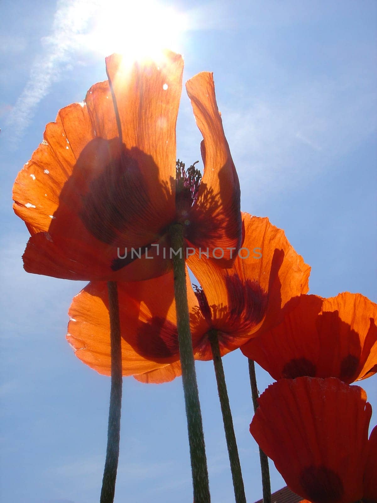 Poppy