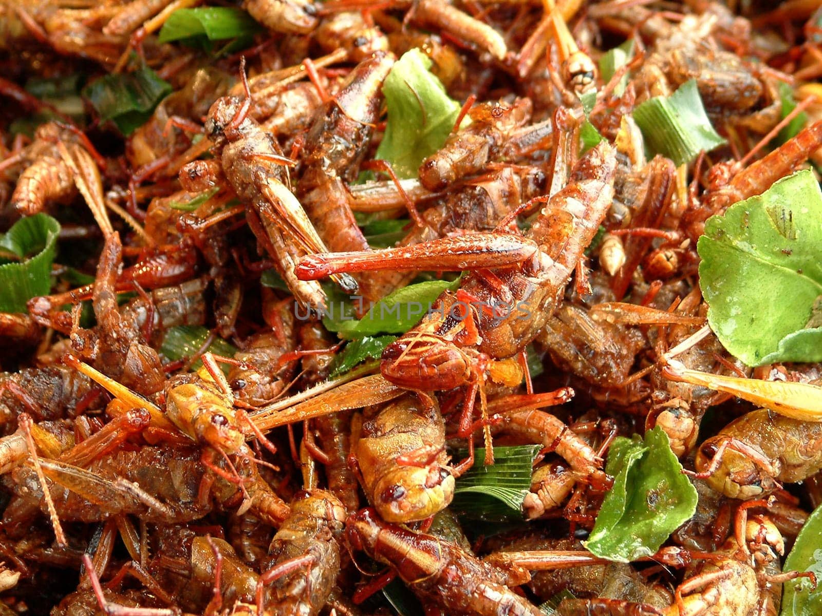 Fried grasshoppers