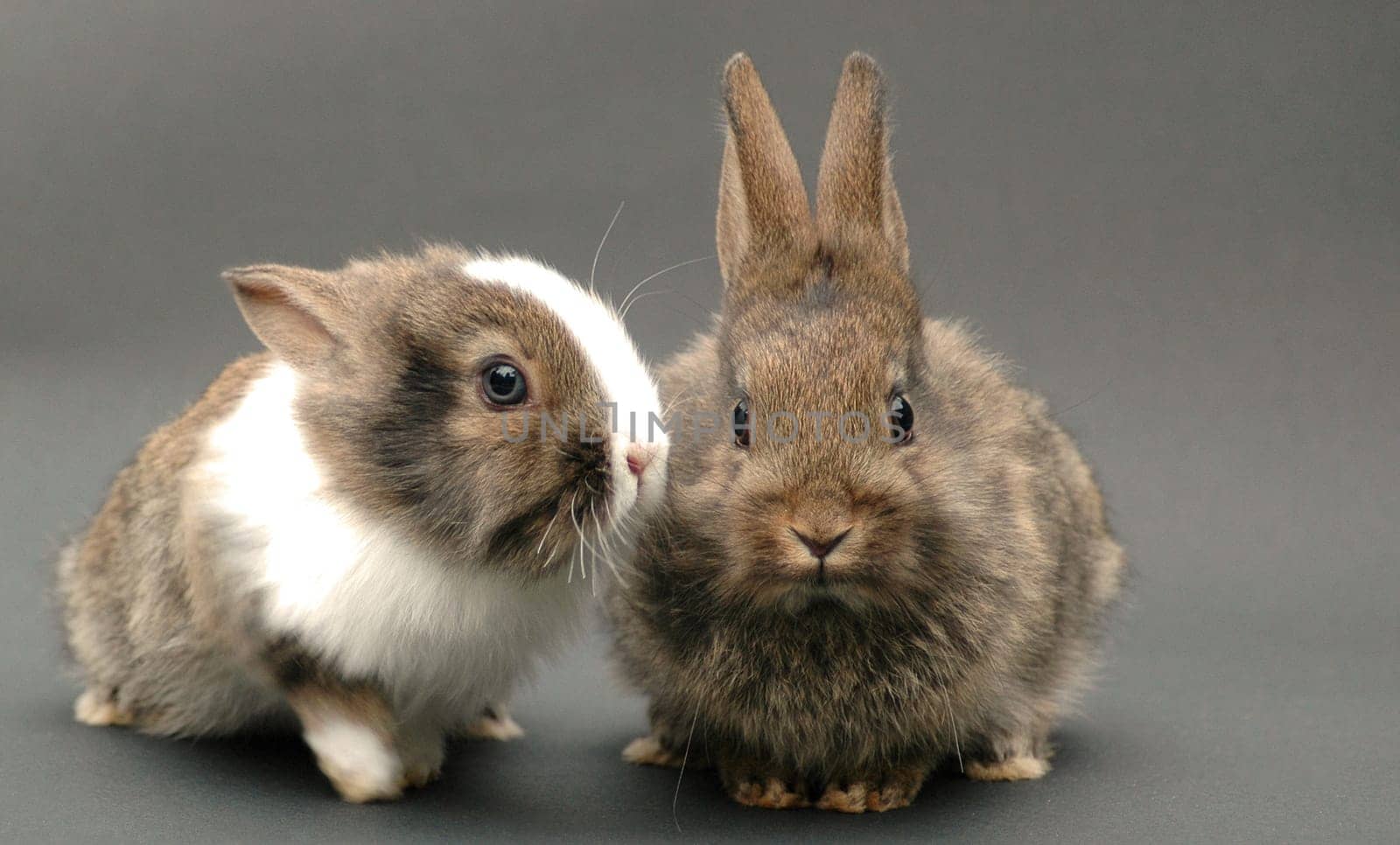 Meanwhile 10 weeks old rabbit cubs. The proof that a pile driver can not be stopped even by bars. Burning w.112mm,aperture f4.2 Bel.1/160 sec.