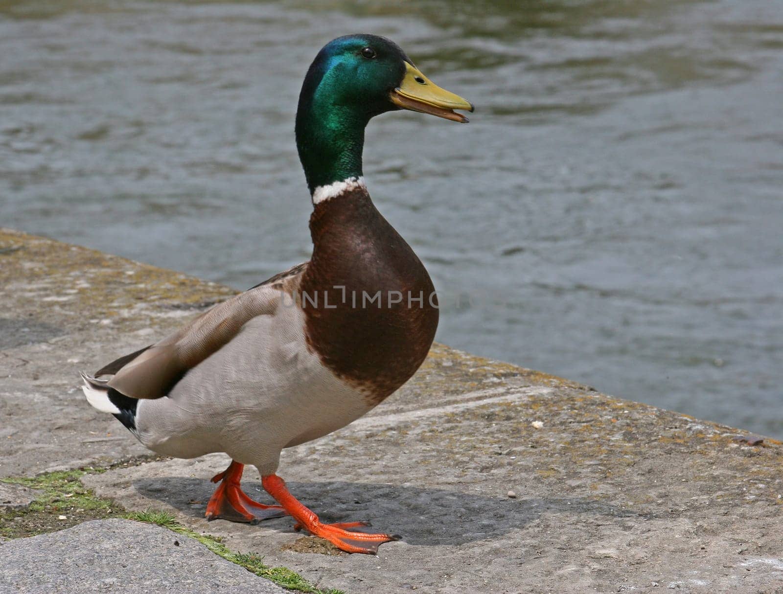Duck