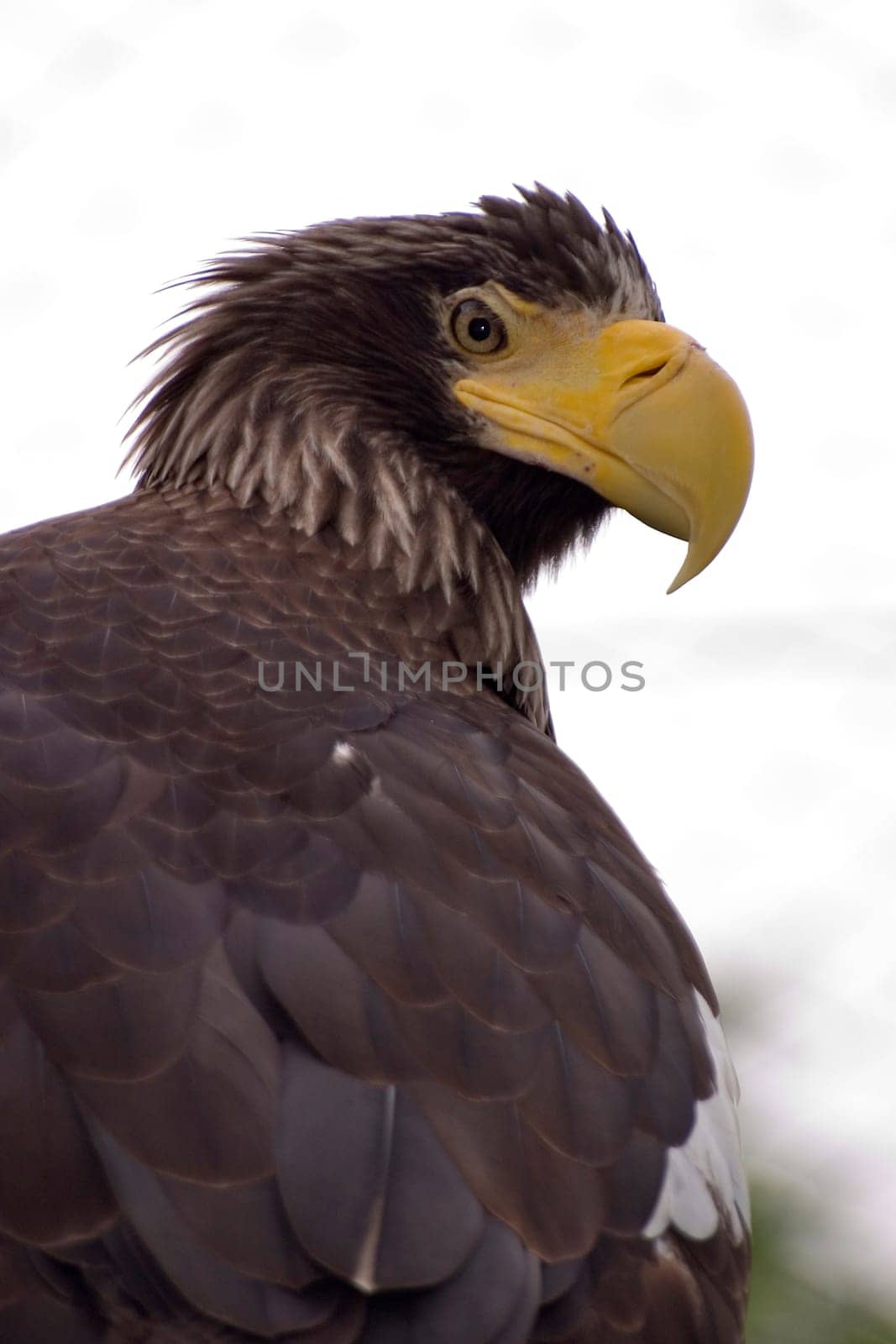 Giant Sea Eagle