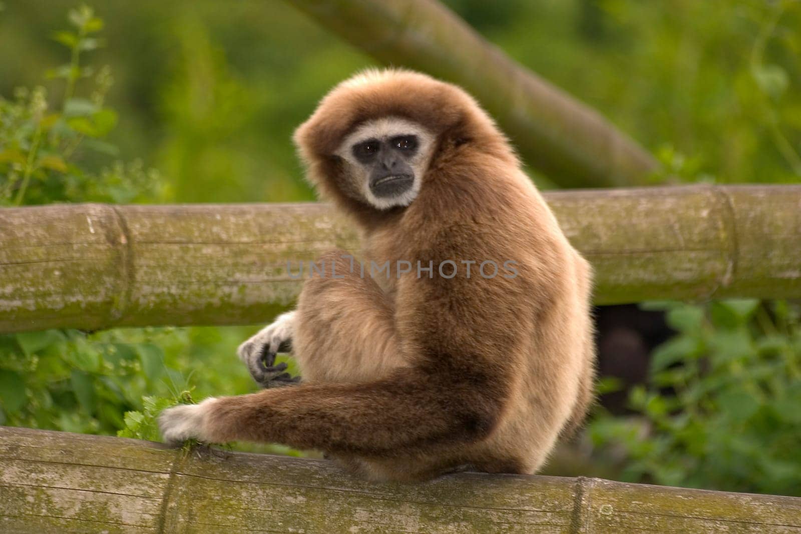 Mr. Gibbon
