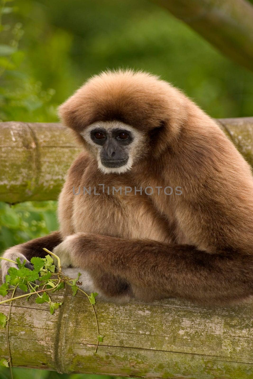 Mr. Gibbon II