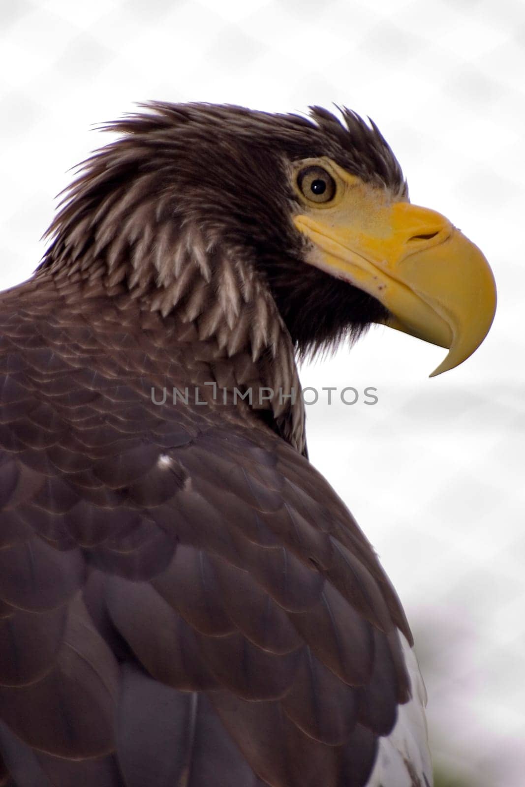 Giant Sea Eagle