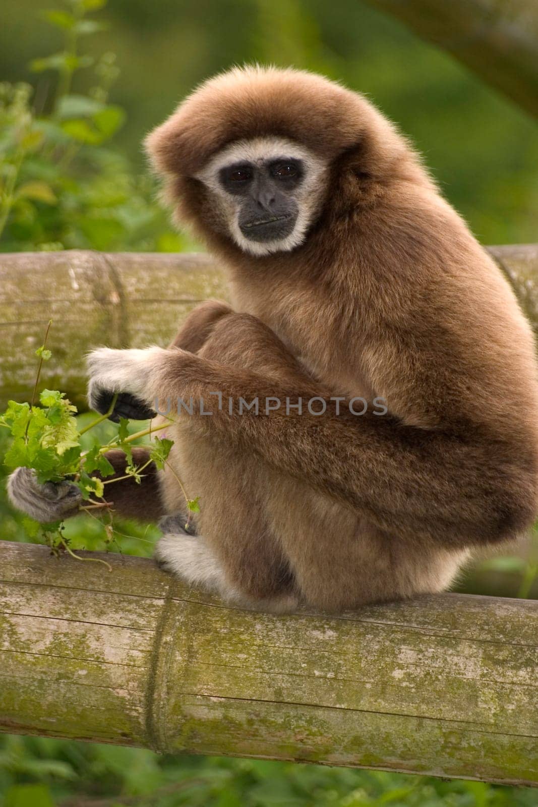 Mr. Gibbon III