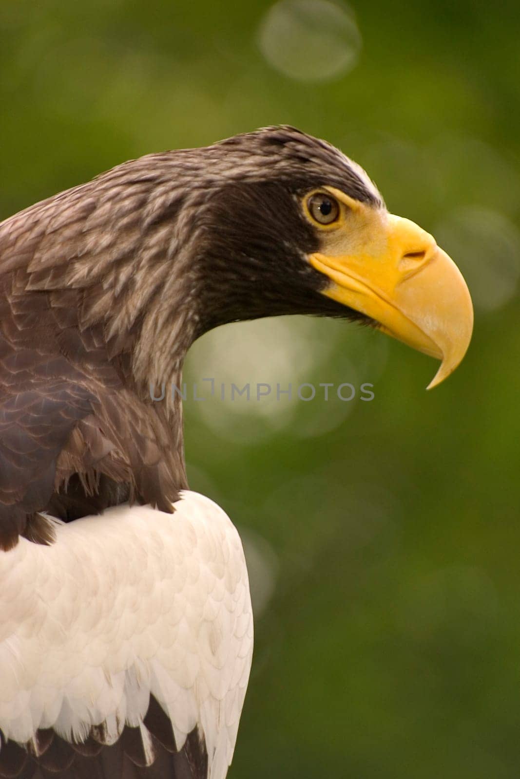 Giant Sea Eagle