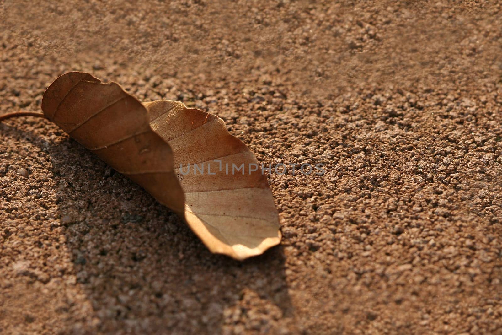 Leaf