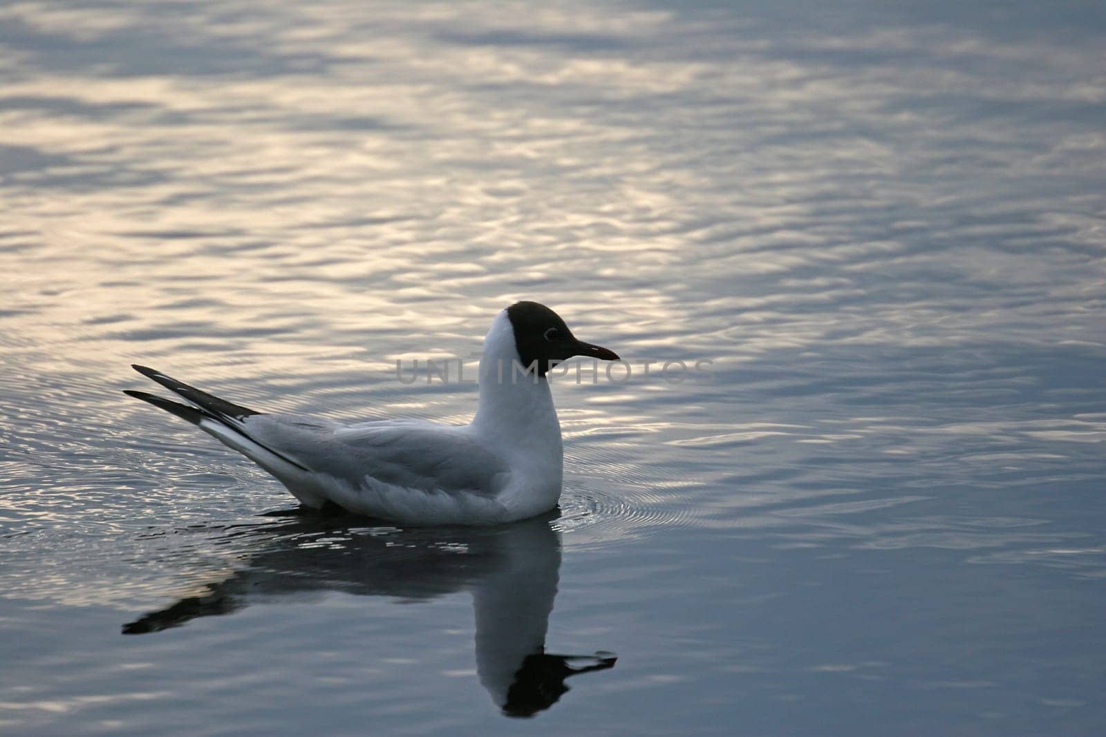 Gull
