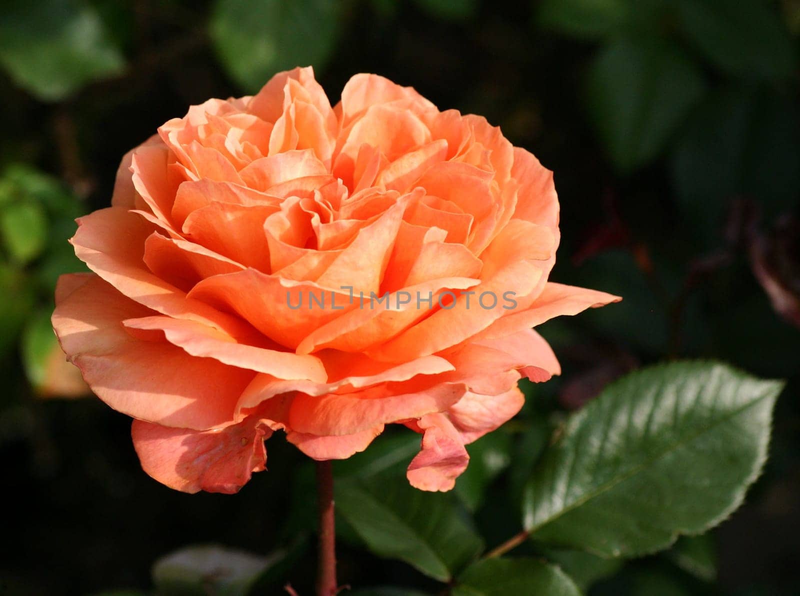 Rose love... 3