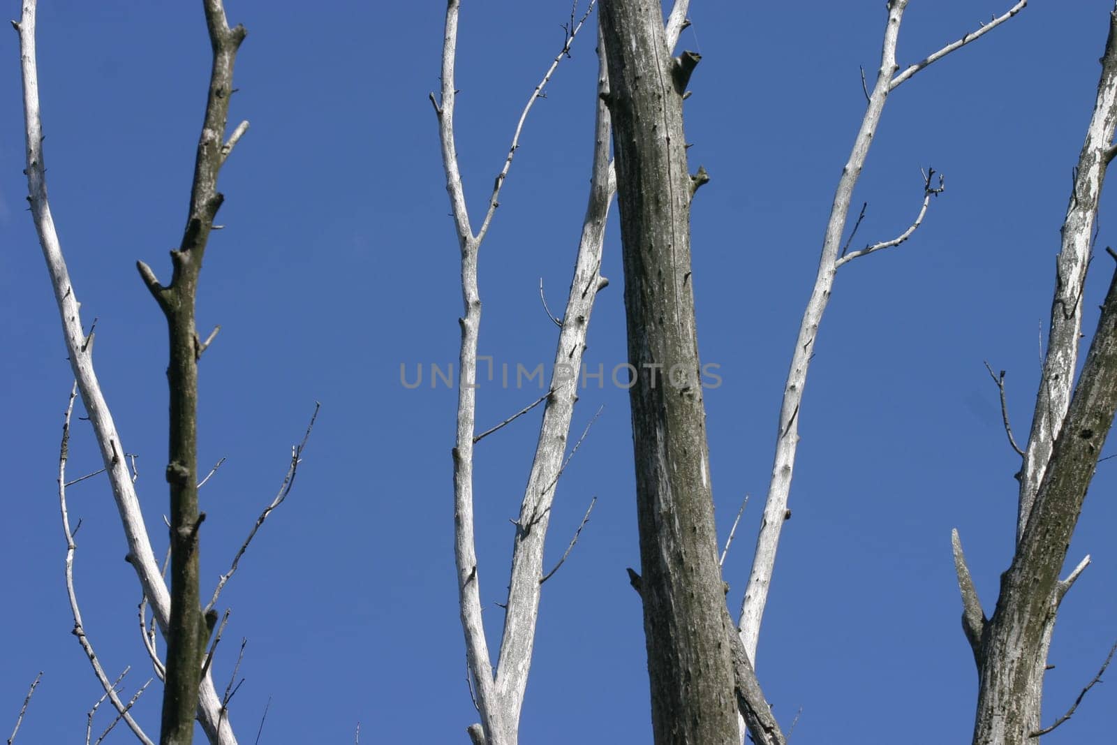 Tree skeletons