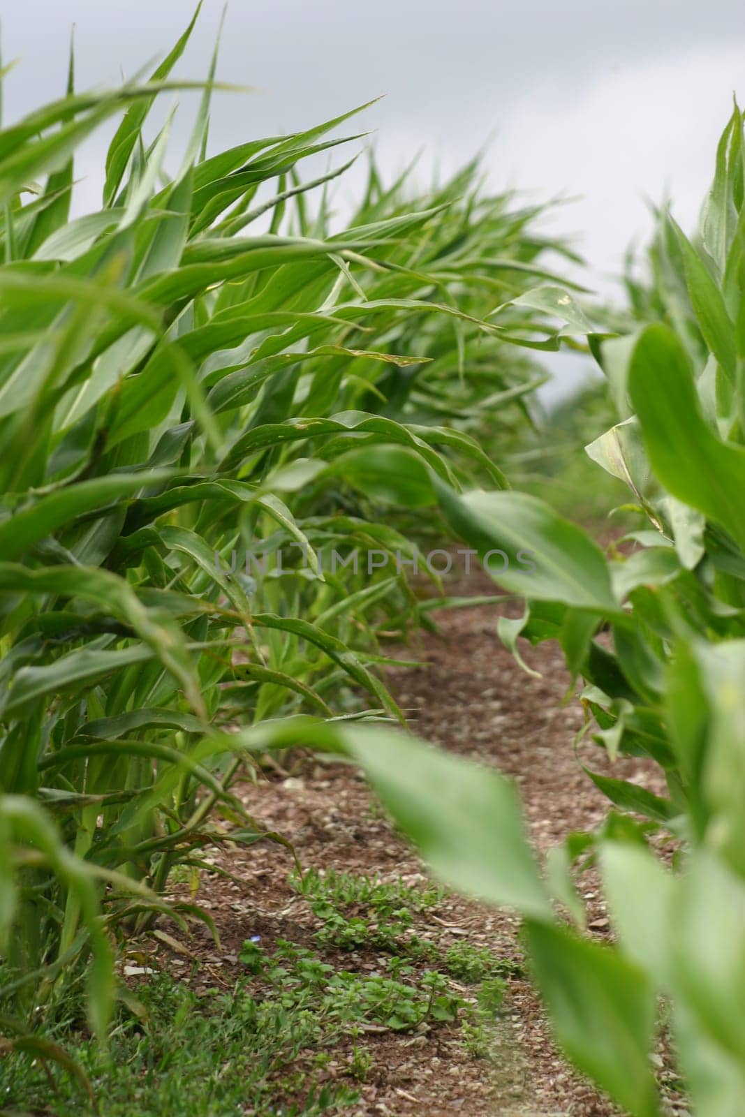 Young corn