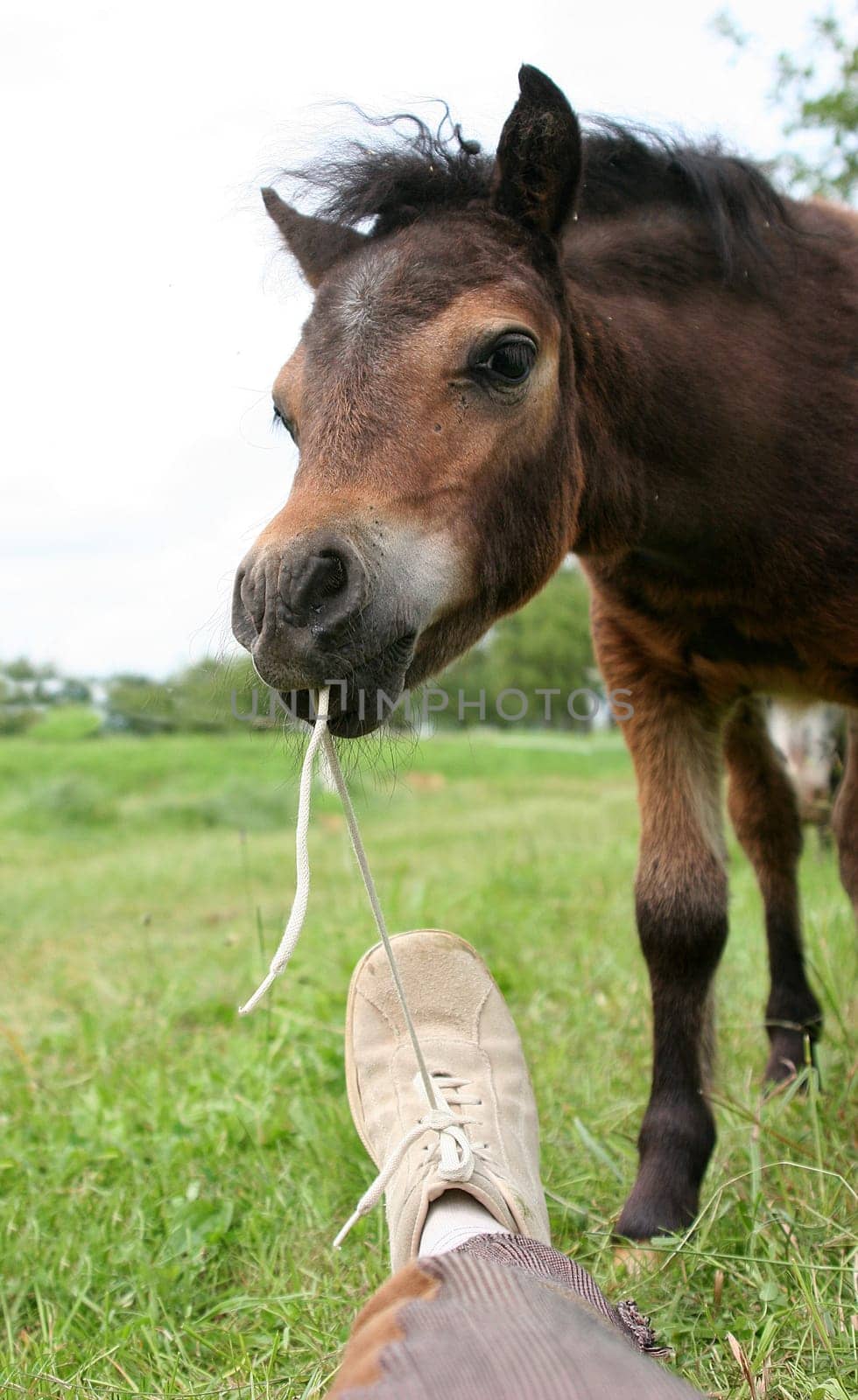 you don't pay attention for 1 second and you'll be nibbled. -)) Today at the foal shoot