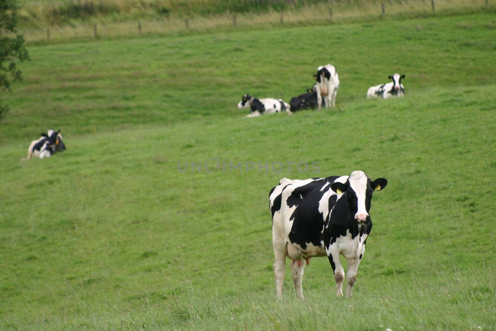 Cows grazing