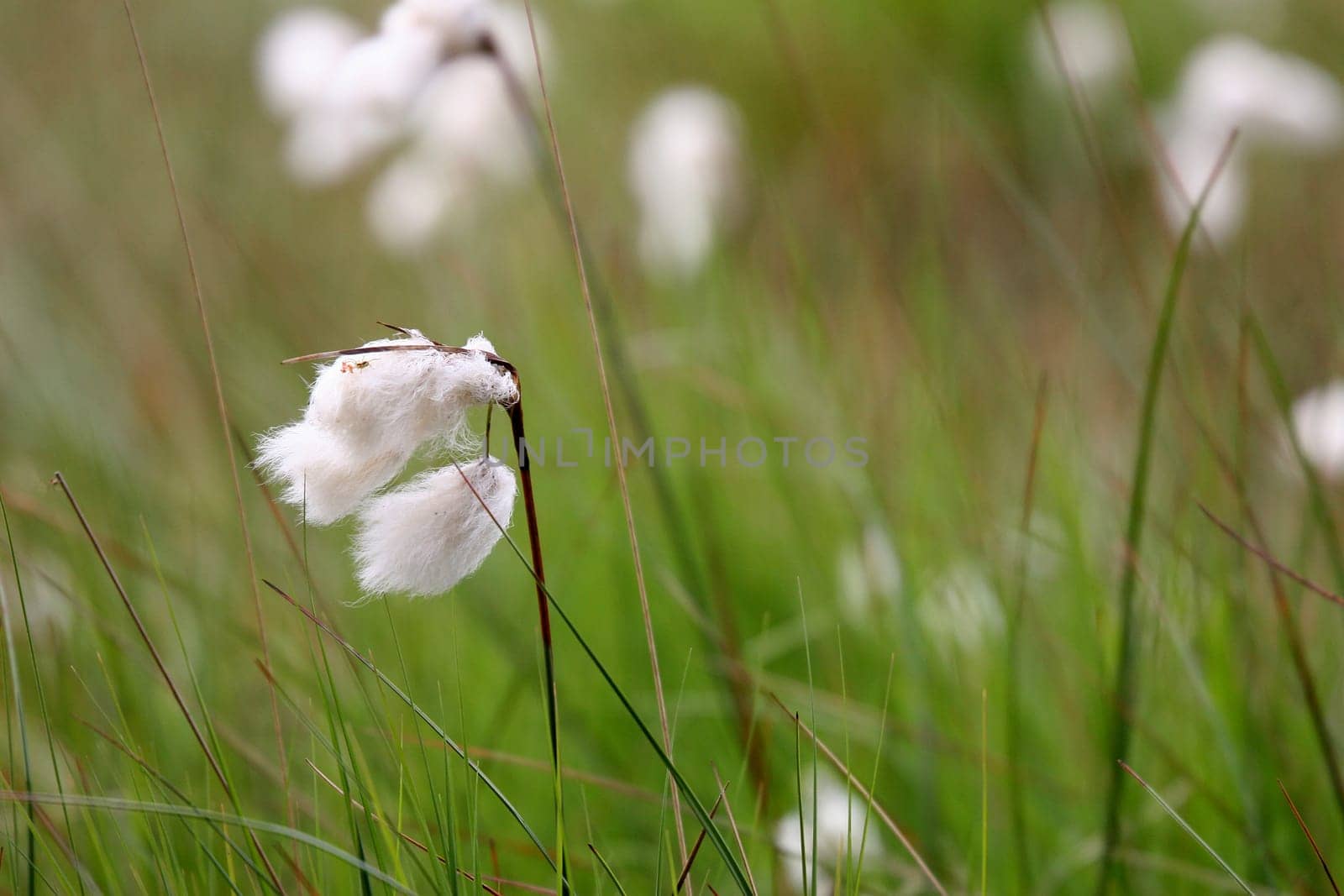 Cotton grass