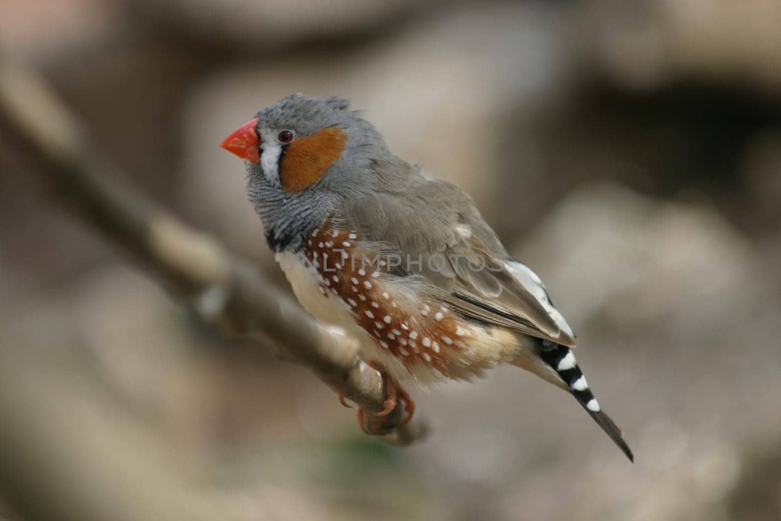 Zebra finch