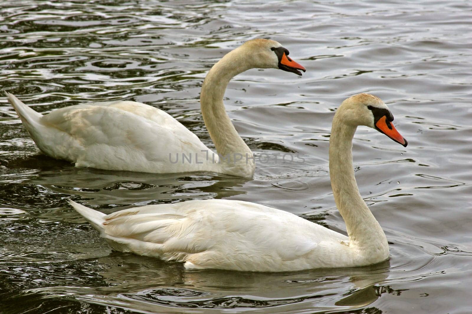 Togetherness
