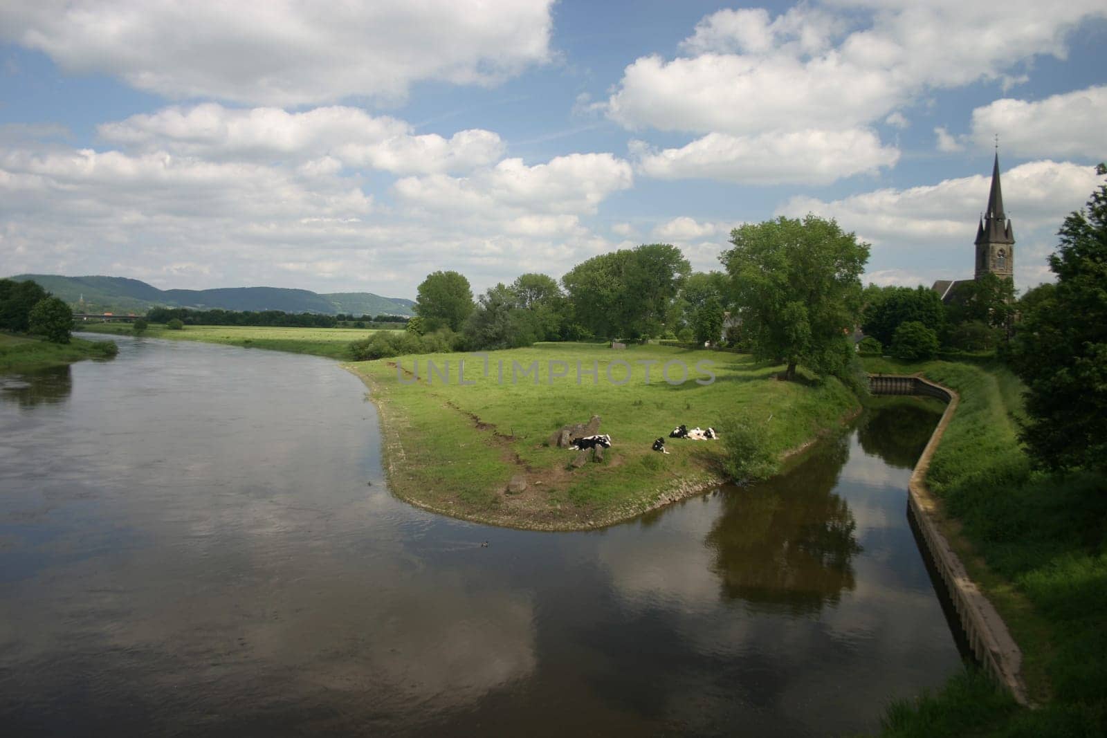 Cows on the Weser