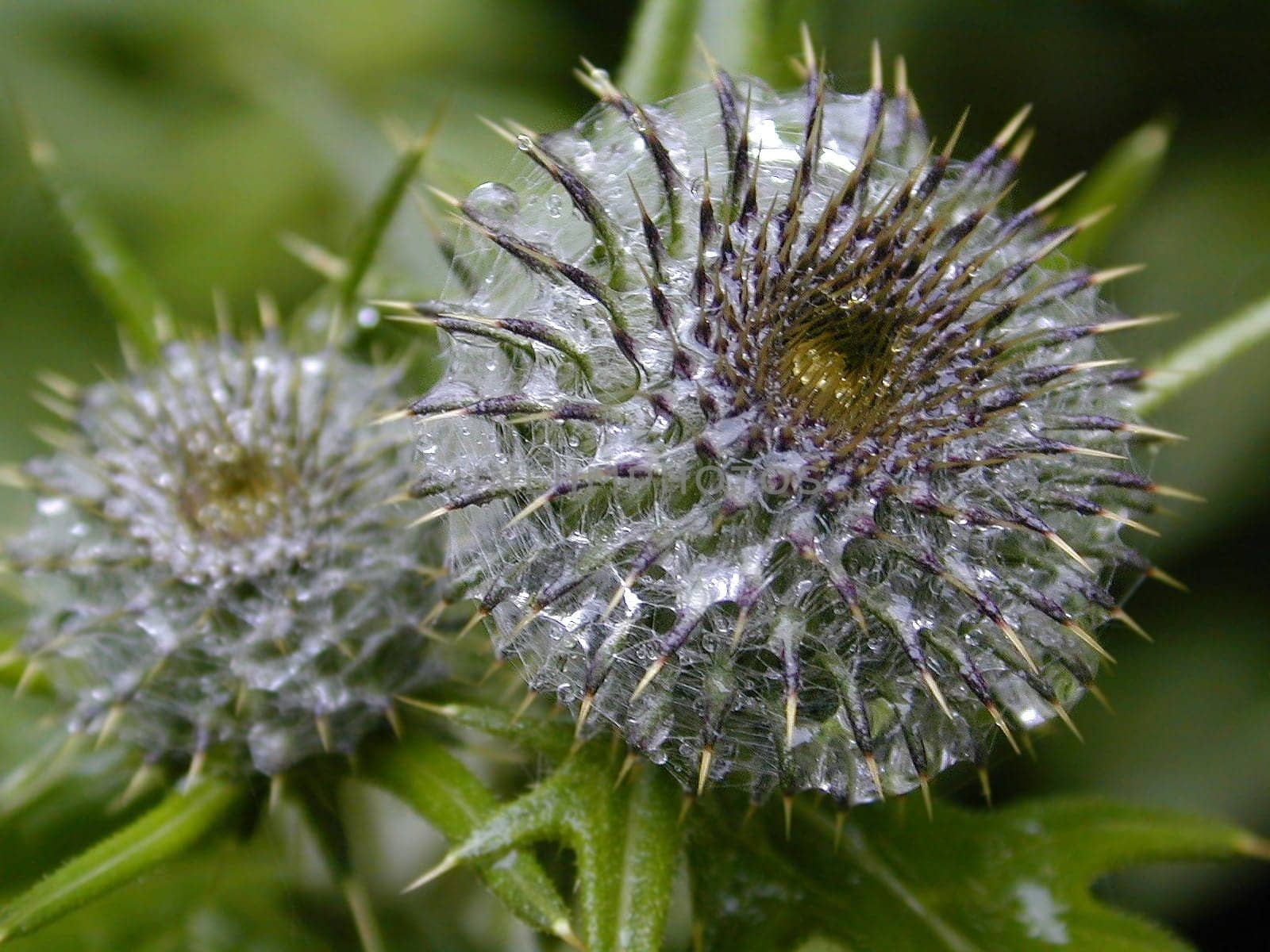 Glue thistle