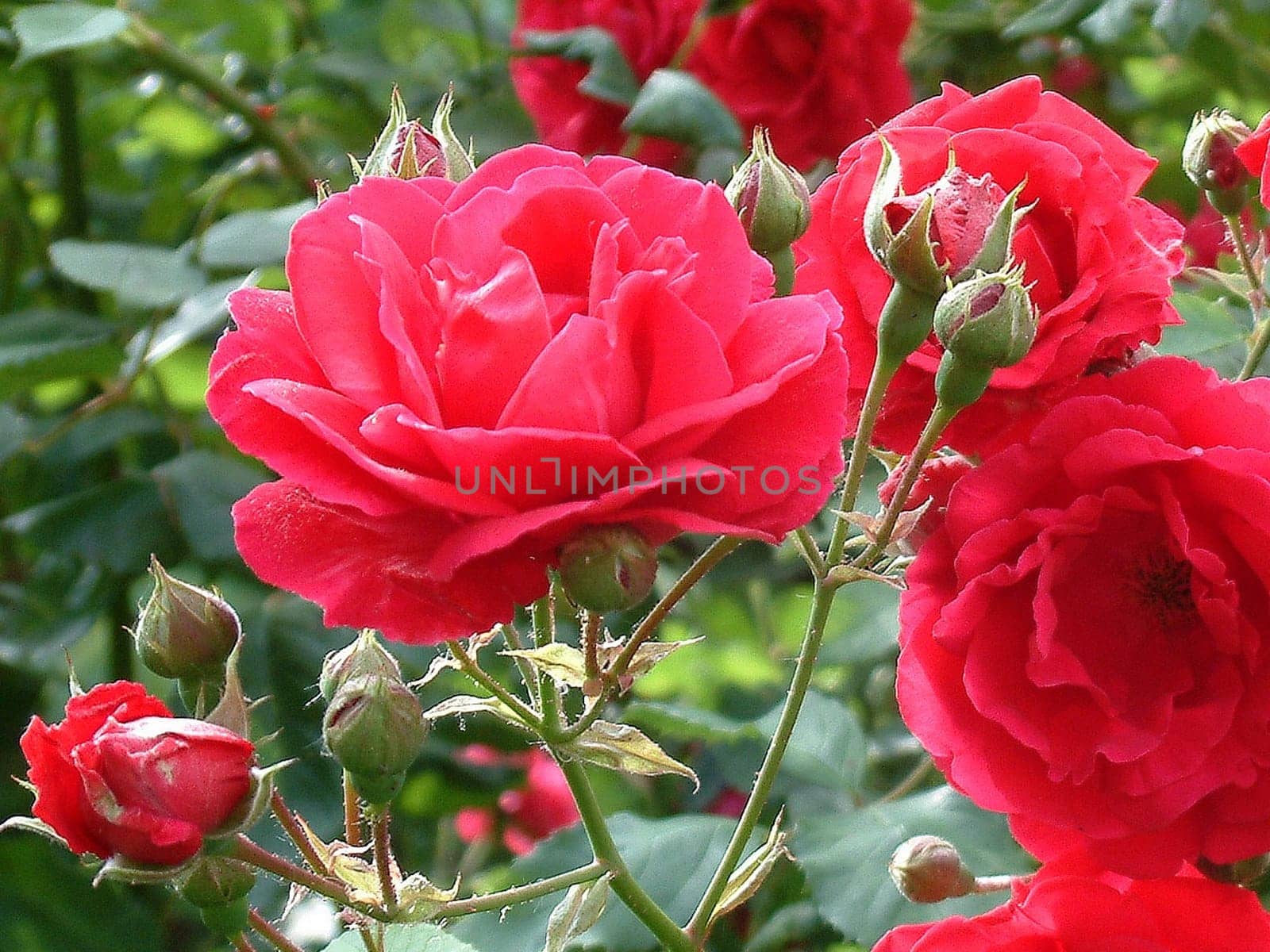 Roses
