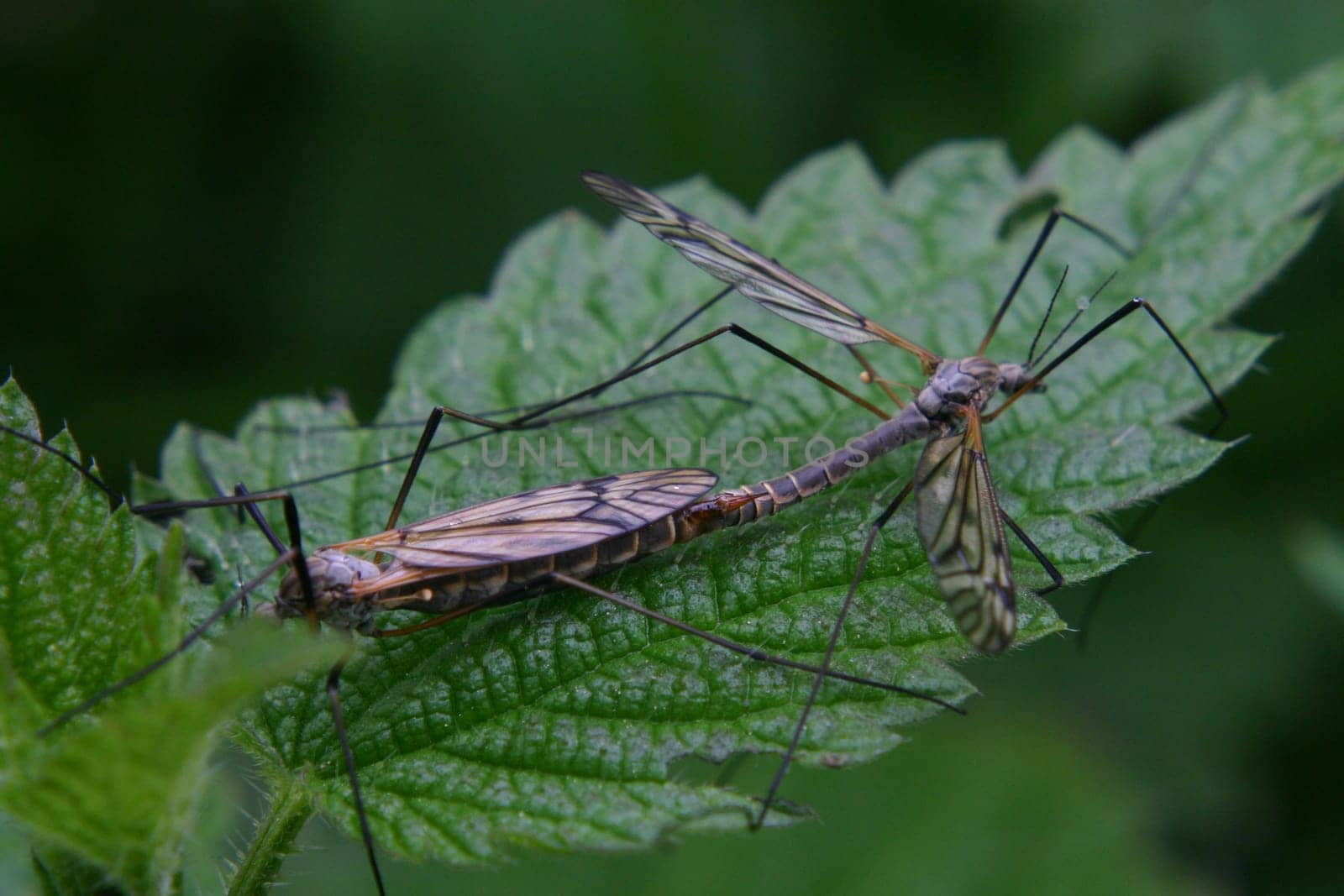 Critters during mating
