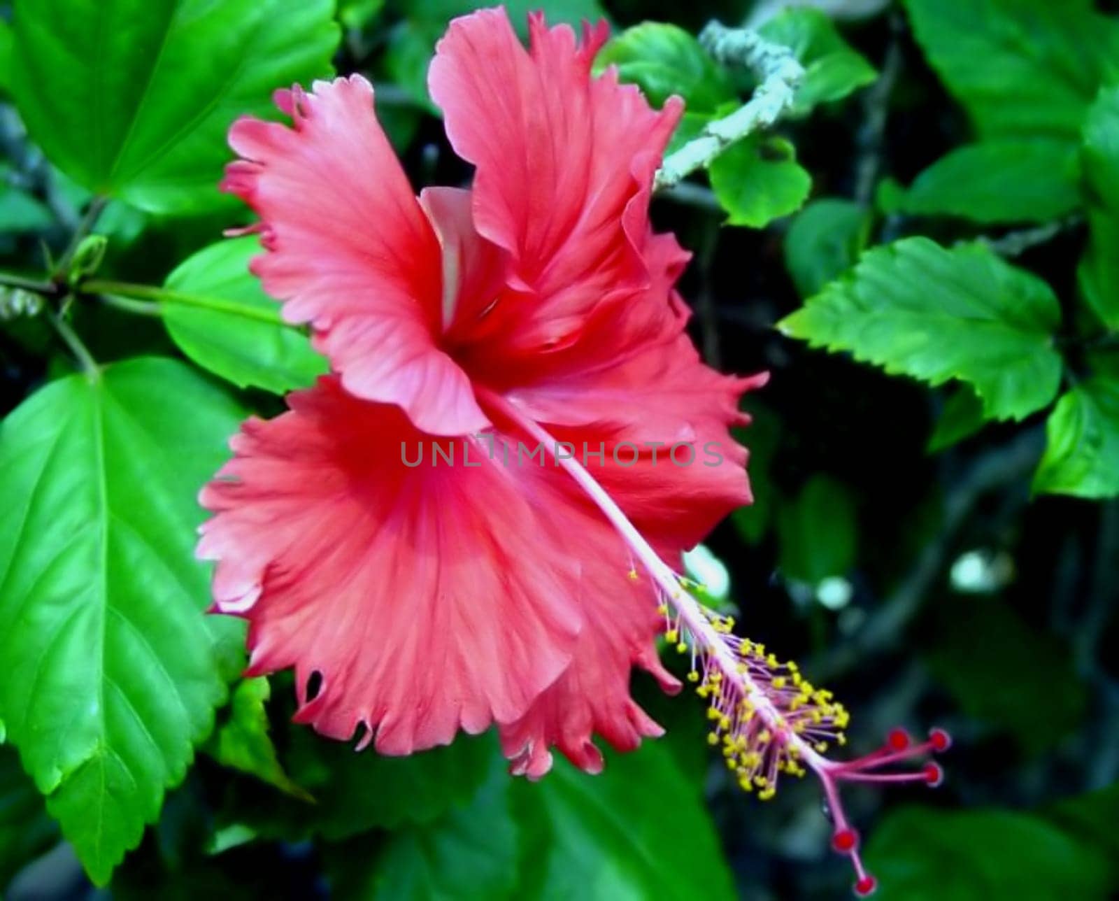 Hibiscus red flame