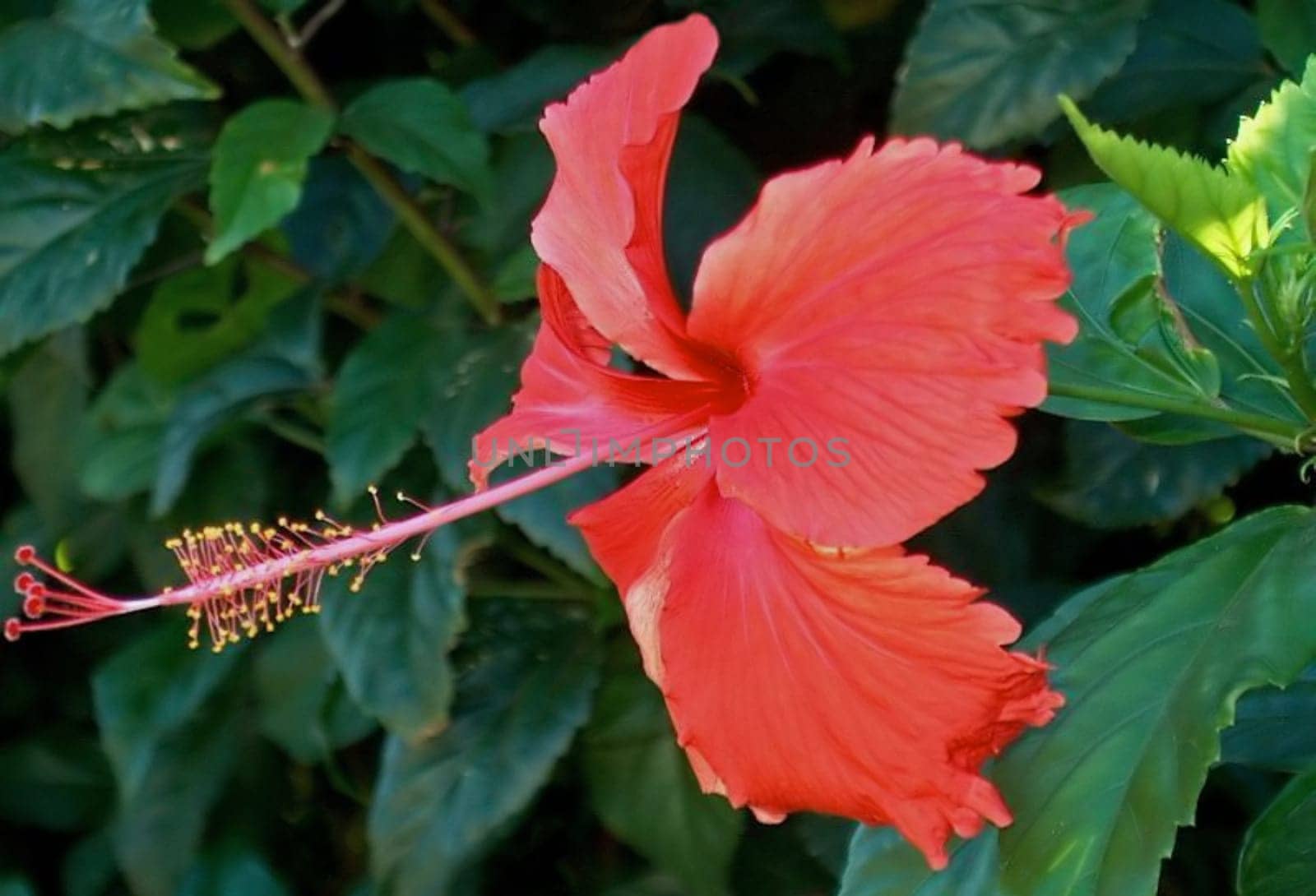 Hibiscus 6