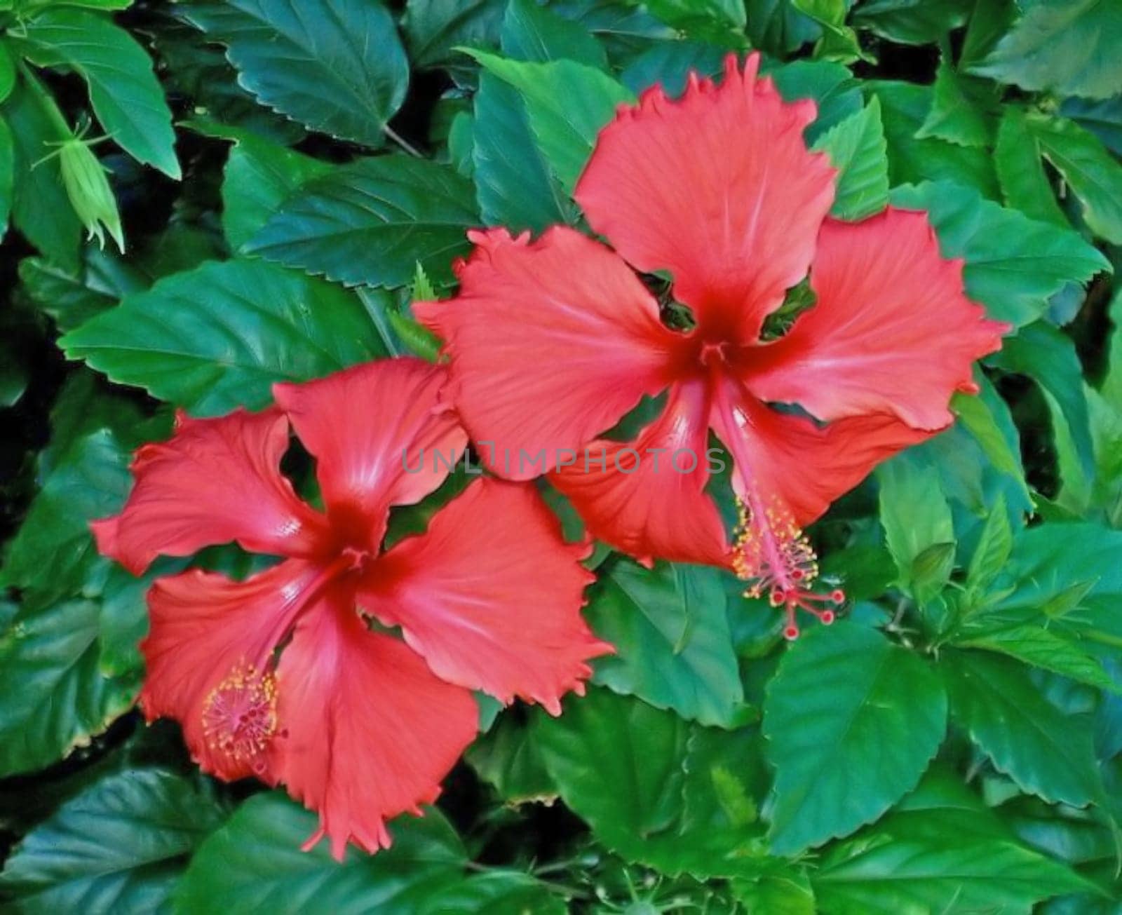 Hibiscus red