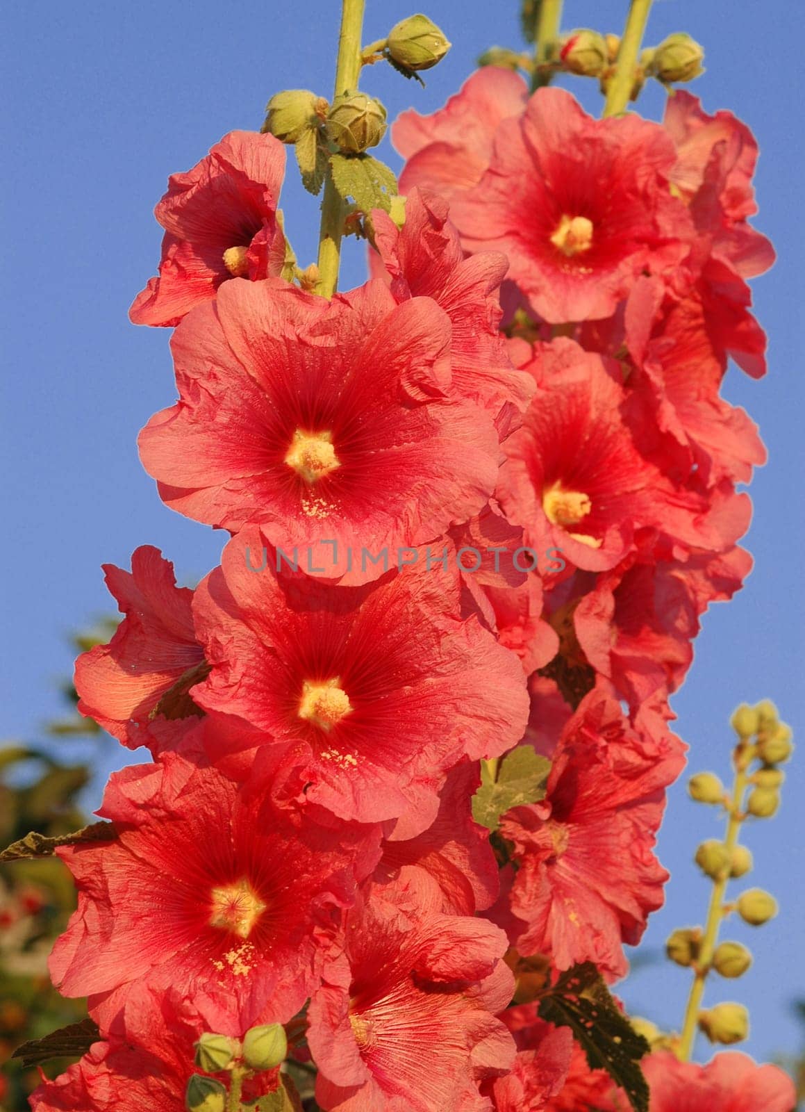 Created in the garden in the summer of 2005.
