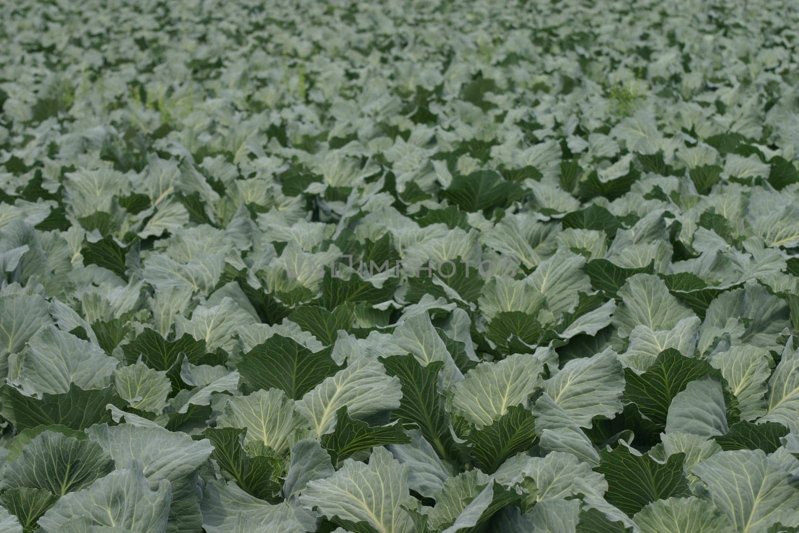 White cabbage field