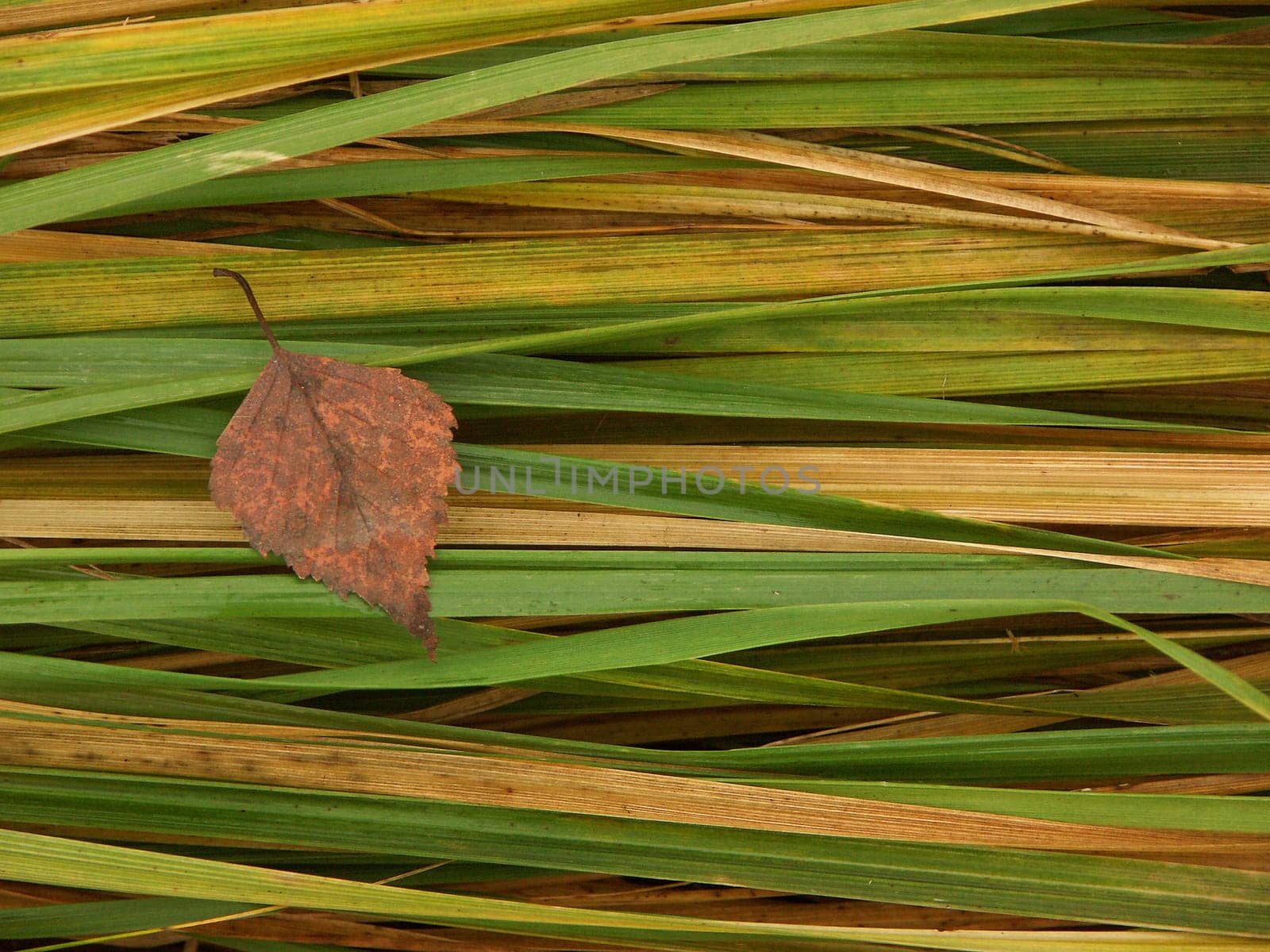 Grasses