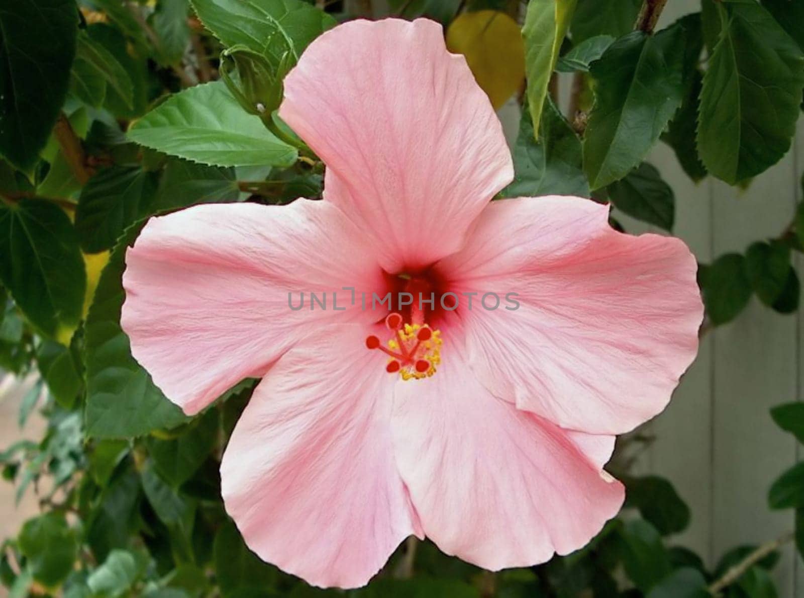 Hibiscus pink