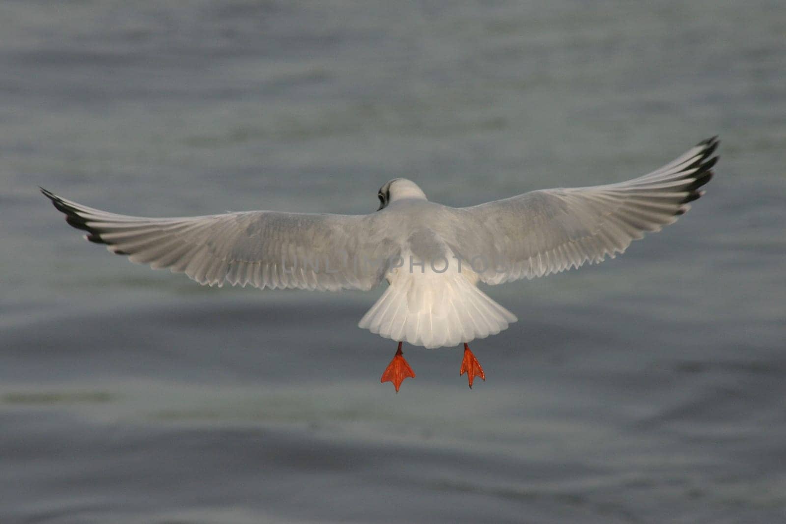 Gull