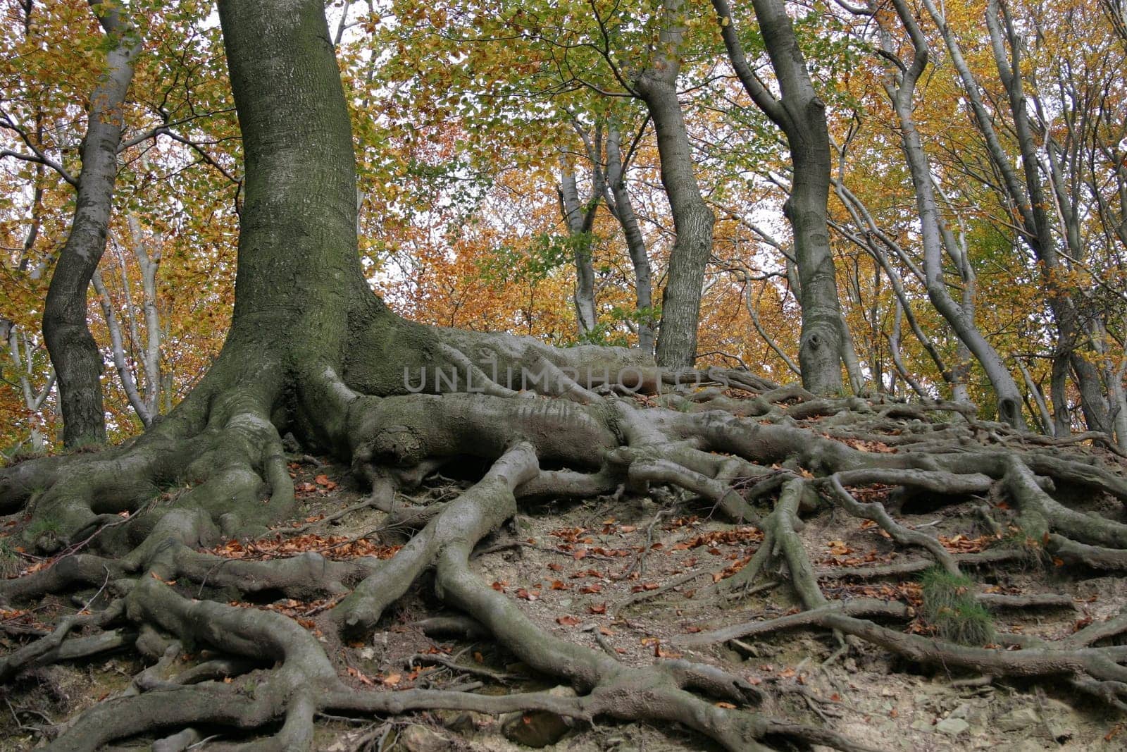 Rooted