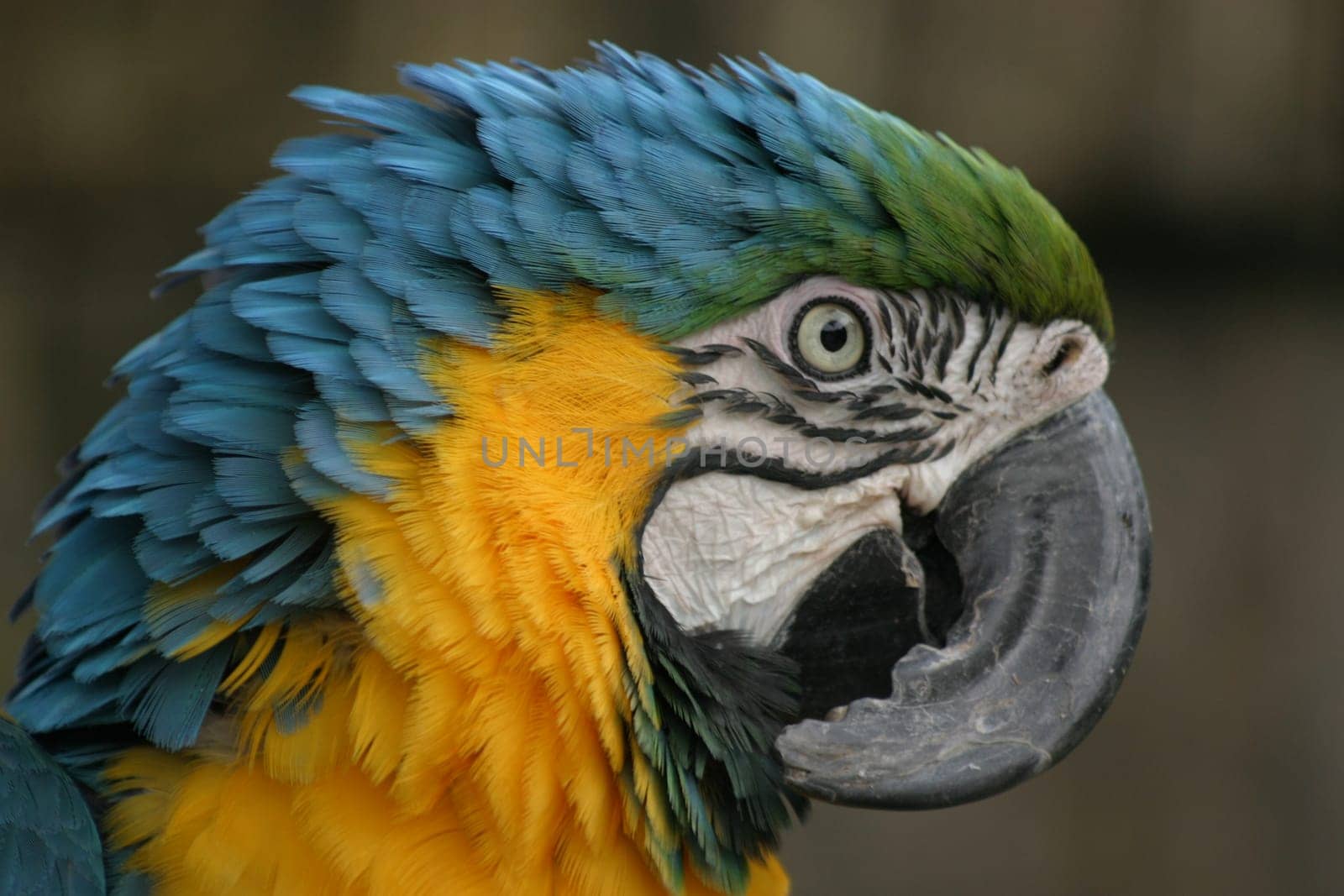 Yellow-breasted macaw