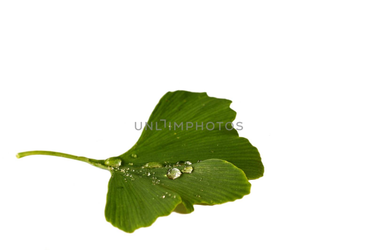Gingko Biloba