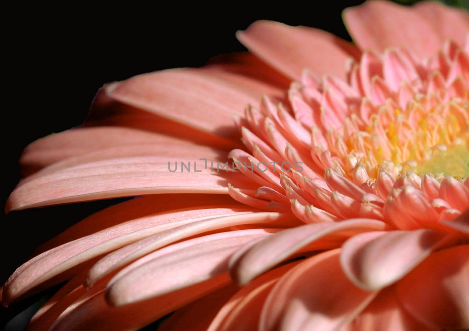 Gerbera II