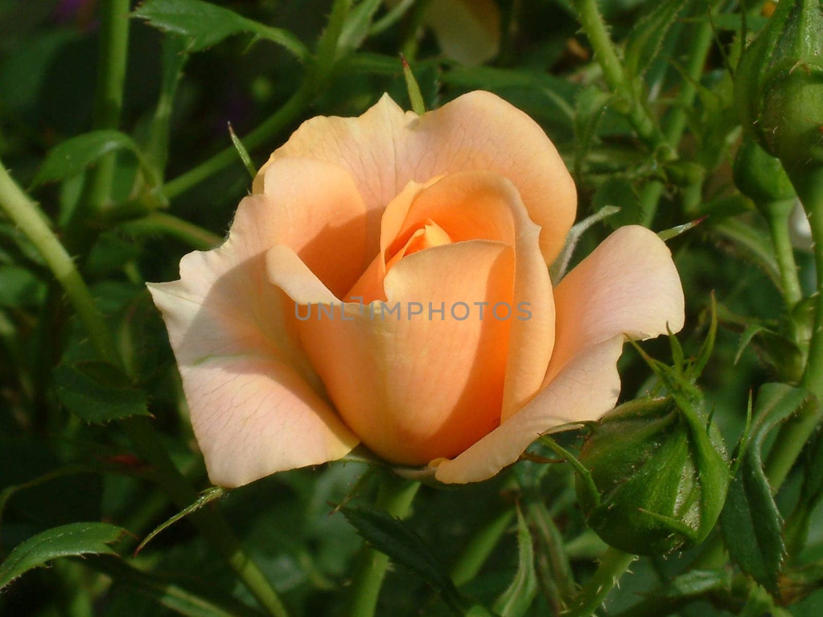 rose without hip without rosehip