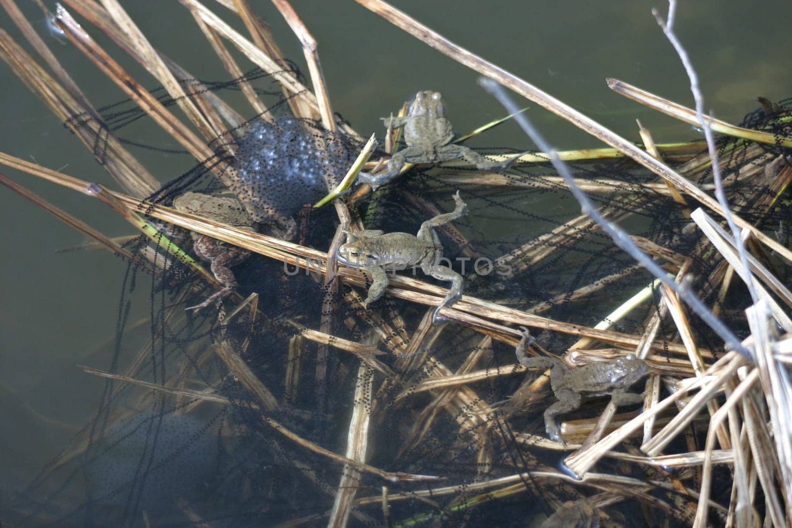 Common toads with spawn