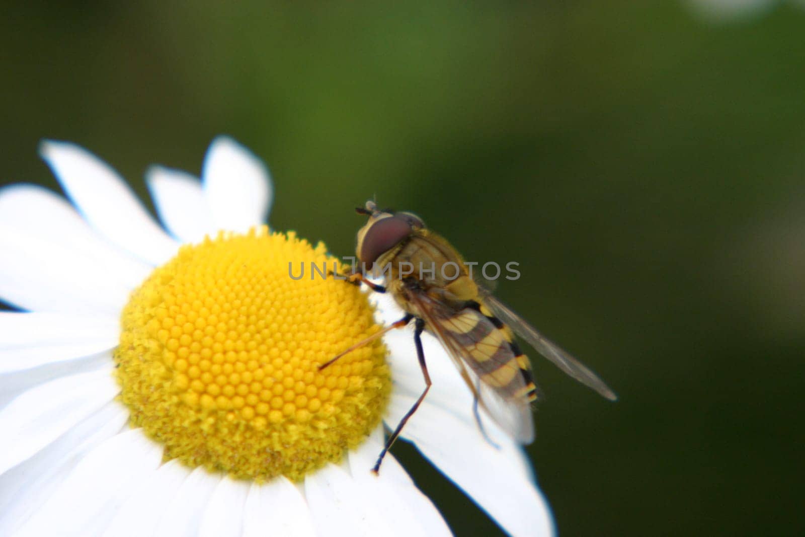 Hoverfly