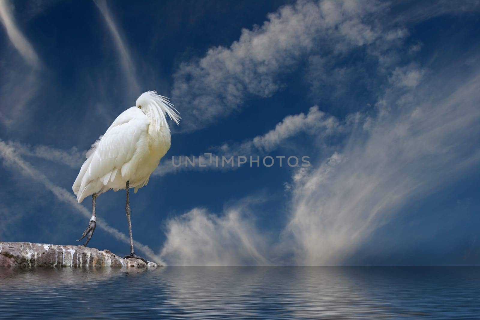 Spoonbill