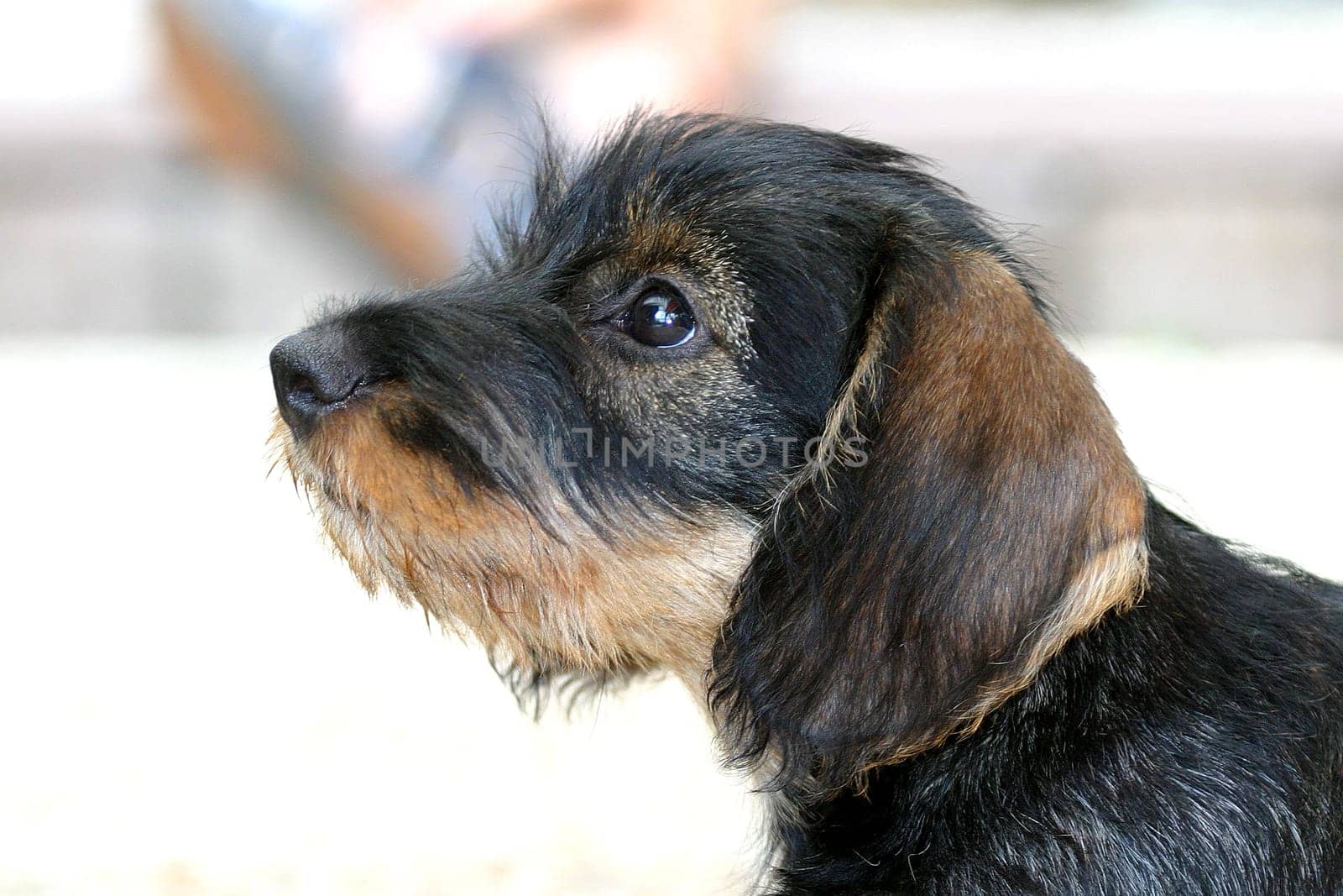 Wire-haired dachshund - 9 weeks
