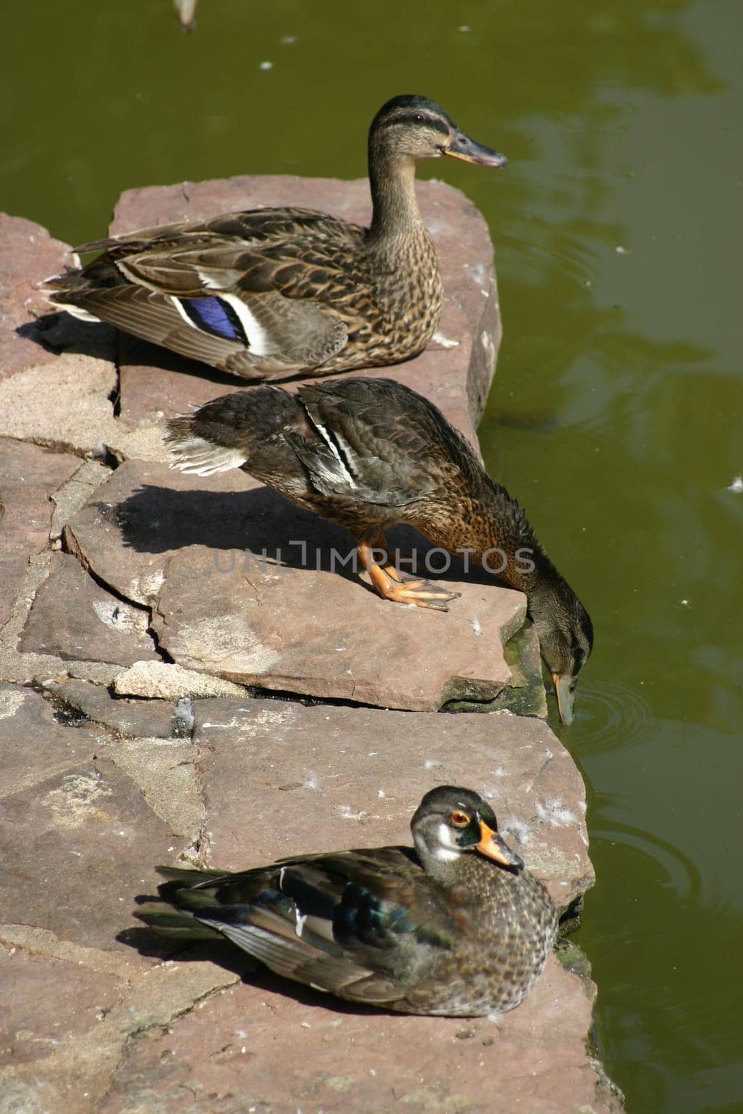 All my ducklings