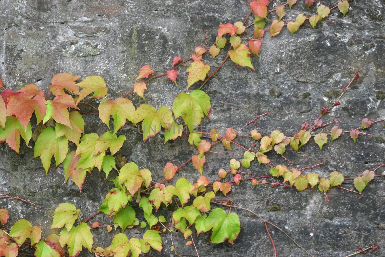 Wild wine